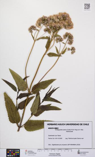 Aristeguietia salvia [Espécimen: UCH:AGUCH:0026821]