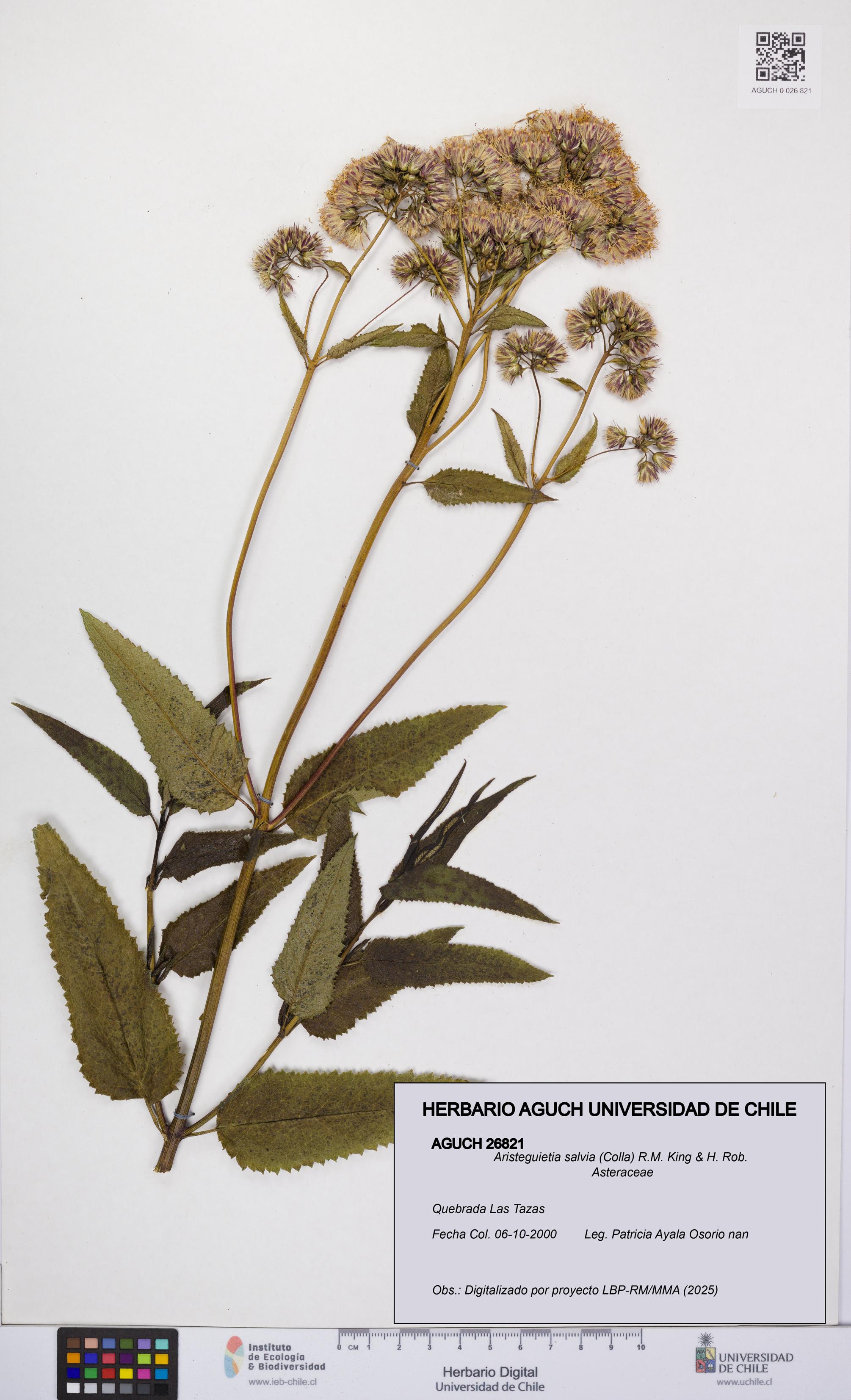 Aristeguietia salvia [Espécimen: UCH:AGUCH:0026821]