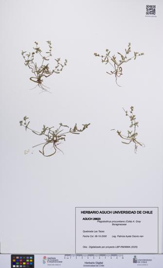 Plagiobothrys procumbens [Espécimen: UCH:AGUCH:0026823]