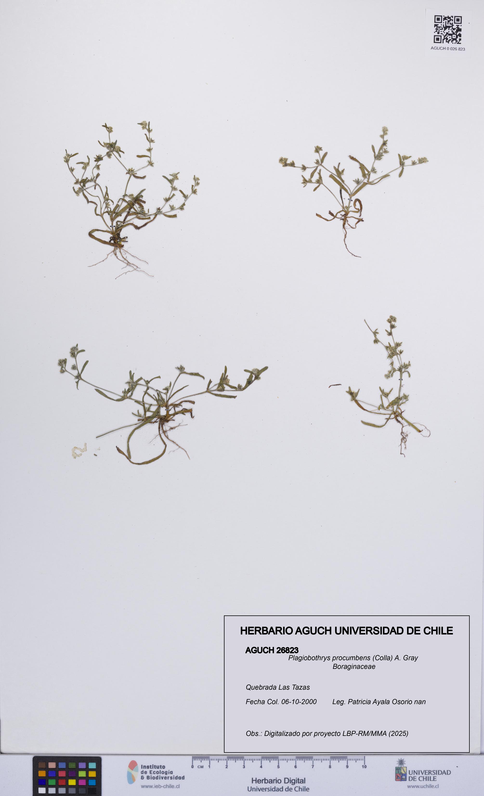 Plagiobothrys procumbens [Espécimen: UCH:AGUCH:0026823]