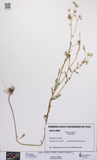 Senecio vulgaris [Espécimen: UCH:AGUCH:0026838]