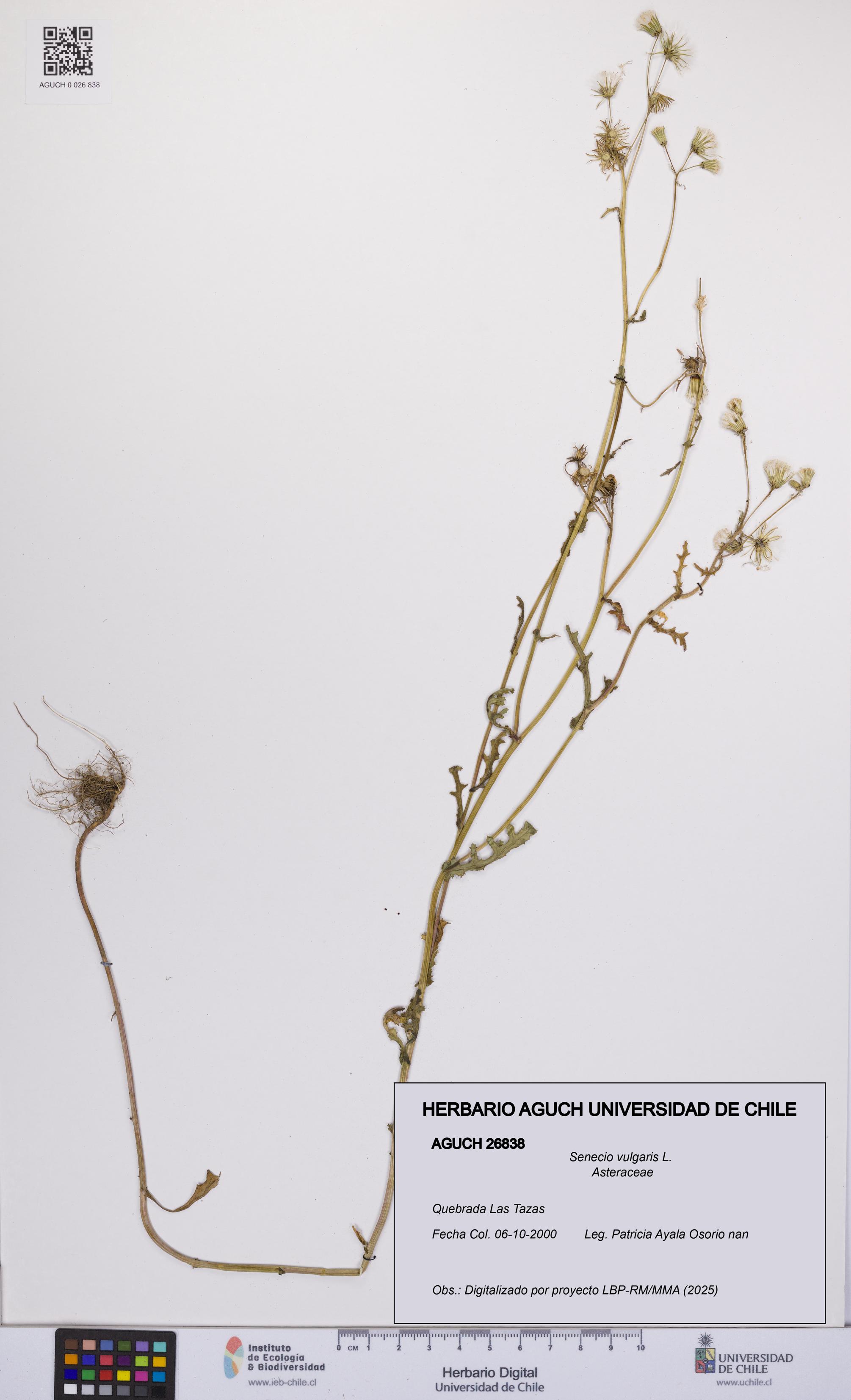 Senecio vulgaris [Espécimen: UCH:AGUCH:0026838]