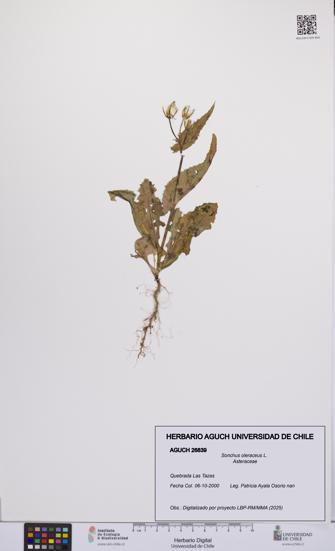Sonchus oleraceus [Espécimen: UCH:AGUCH:0026839]