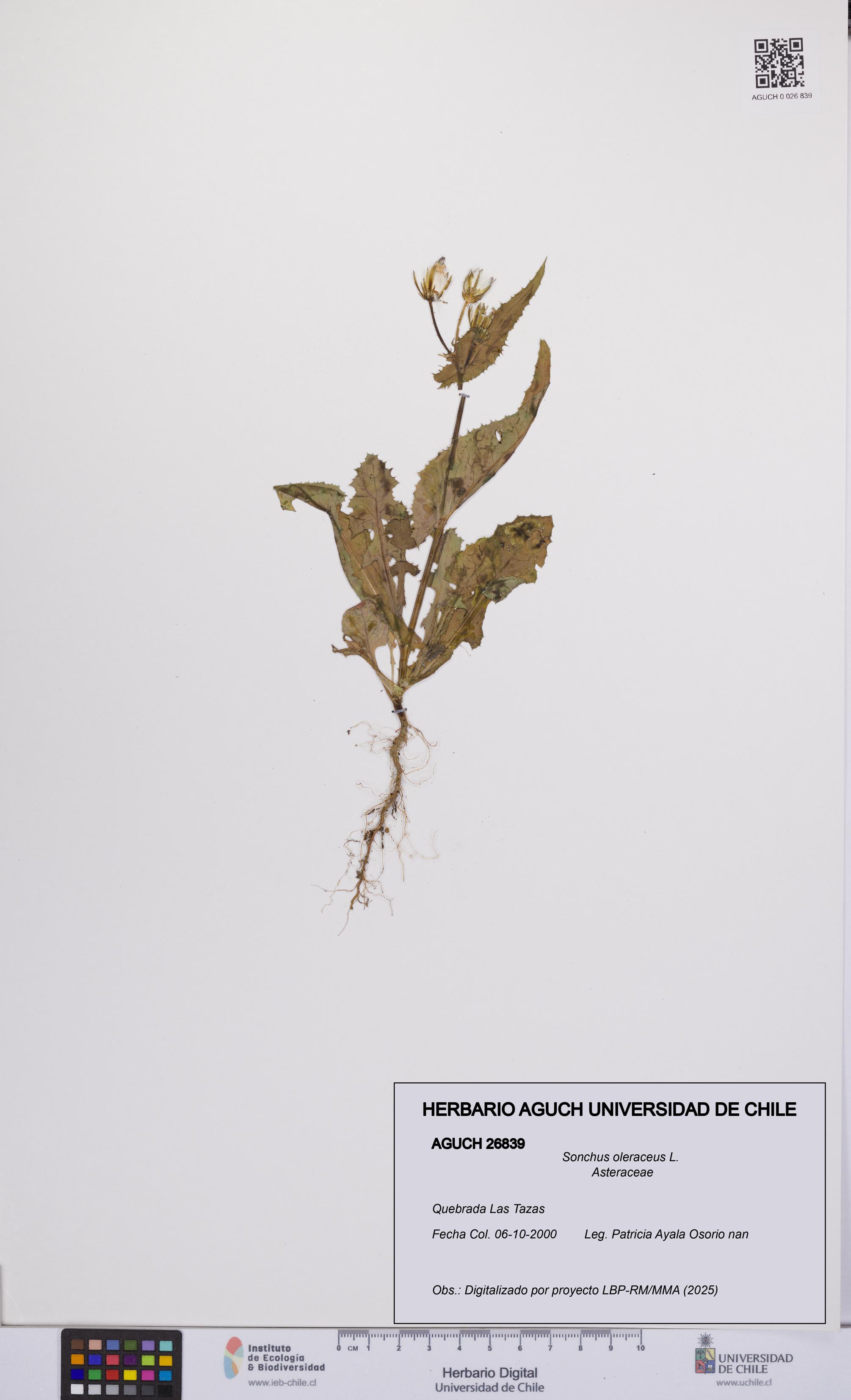 Sonchus oleraceus [Espécimen: UCH:AGUCH:0026839]