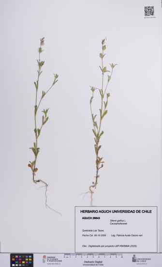 Silene gallica [Espécimen: UCH:AGUCH:0026843]
