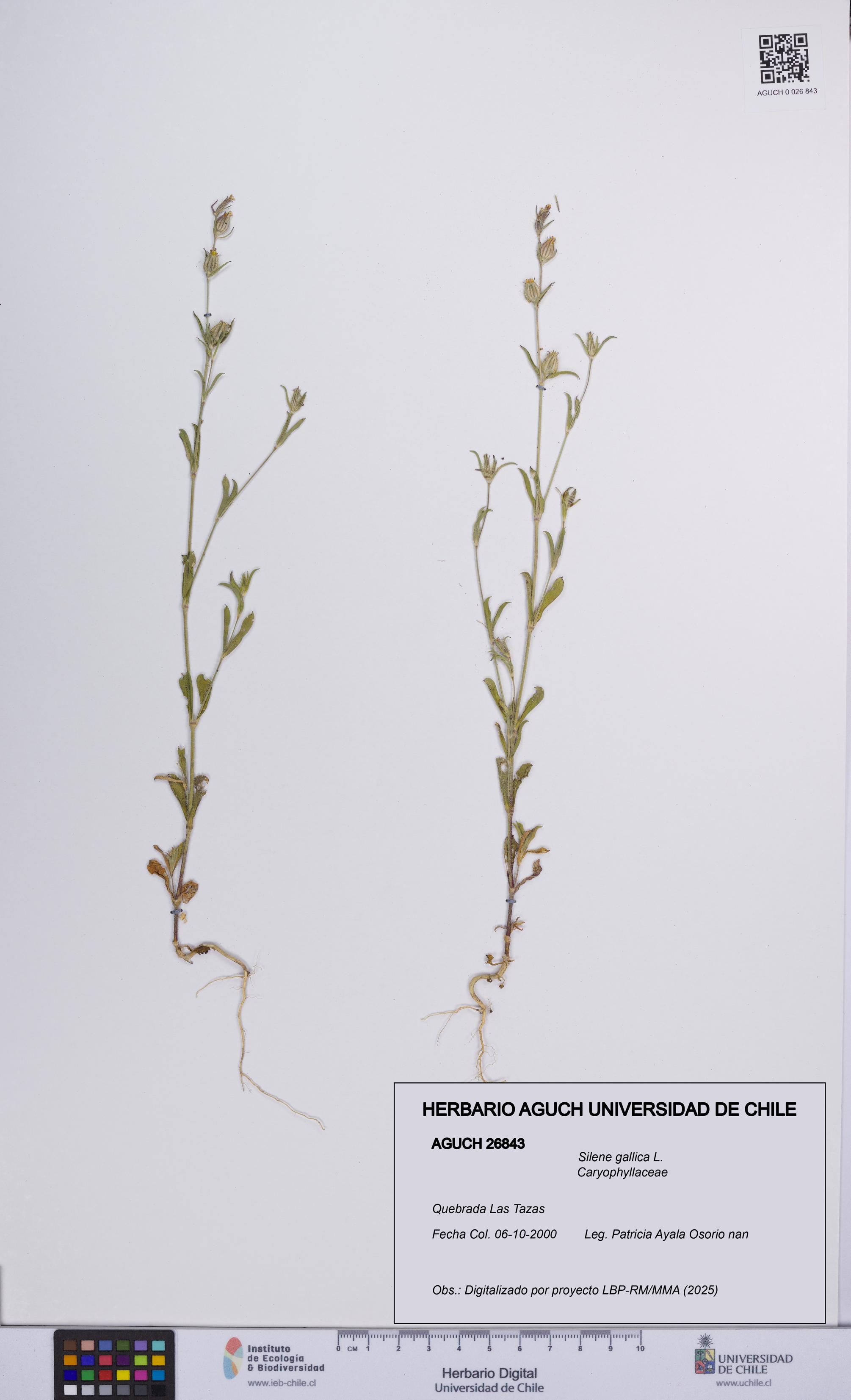 Silene gallica [Espécimen: UCH:AGUCH:0026843]