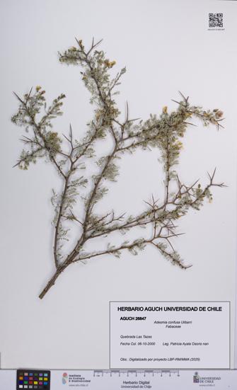 Adesmia confusa [Espécimen: UCH:AGUCH:0026847]