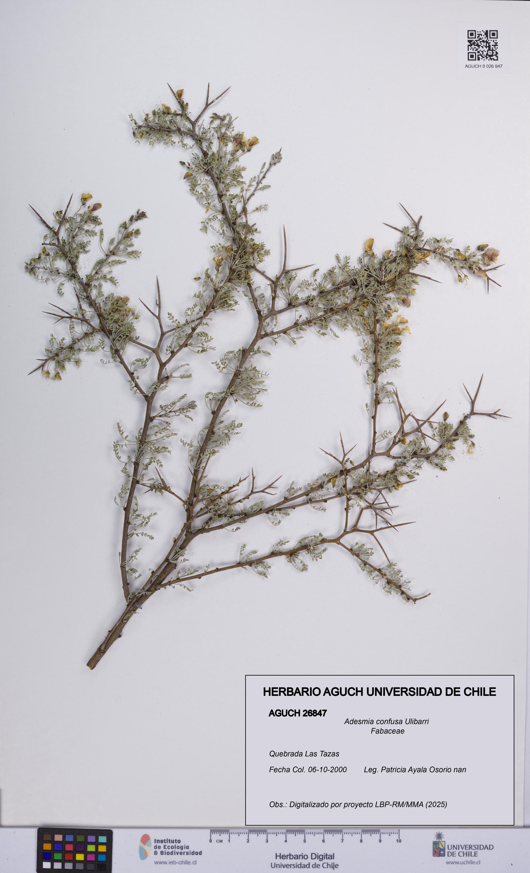 Adesmia confusa [Espécimen: UCH:AGUCH:0026847]