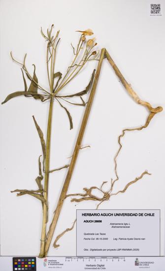 Alstroemeria ligtu [Espécimen: UCH:AGUCH:0026856]