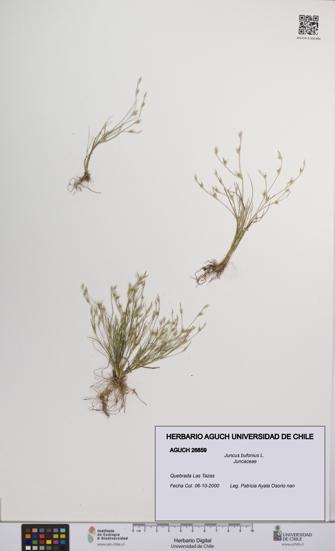 Juncus bufonius [Espécimen: UCH:AGUCH:0026859]