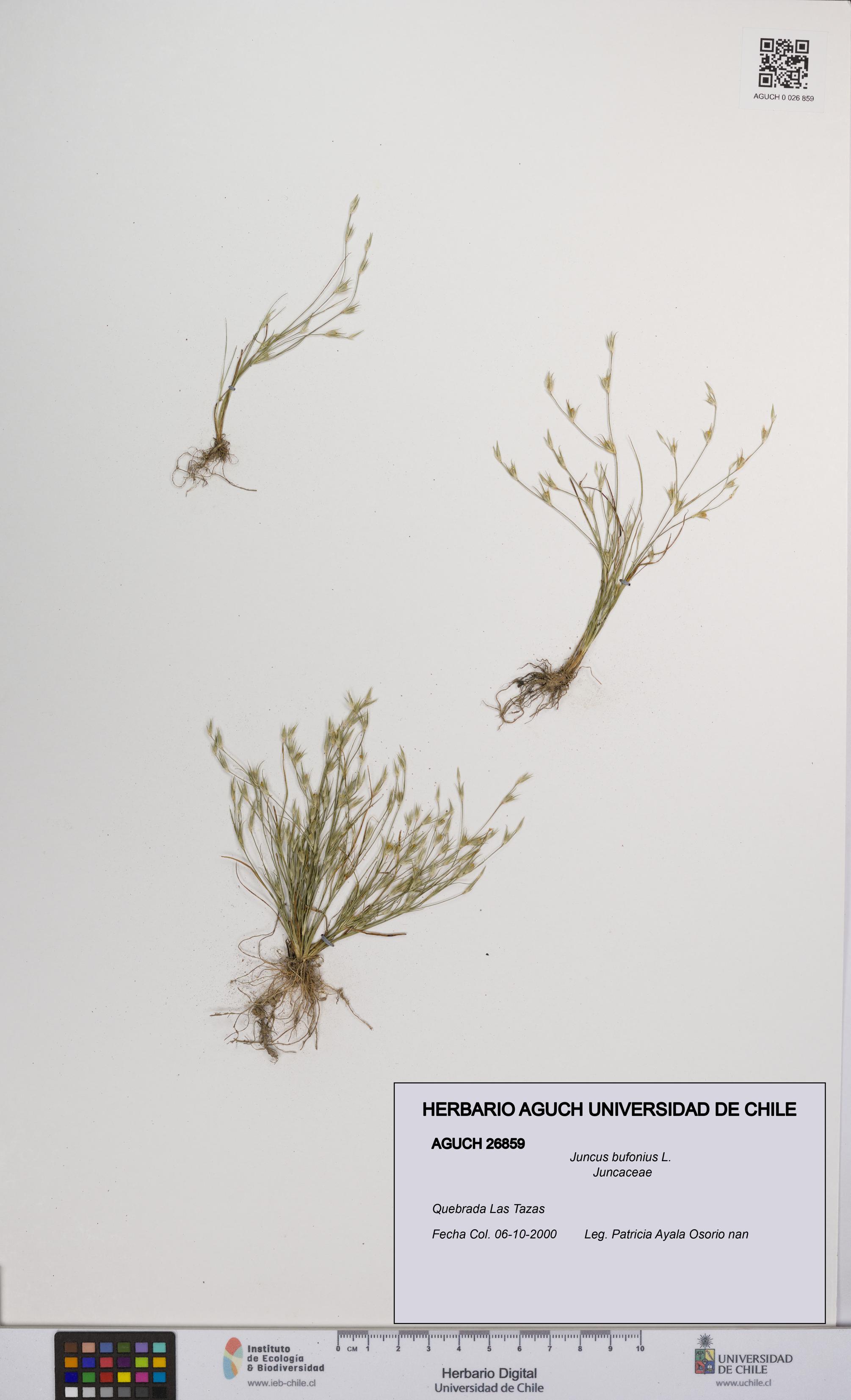 Juncus bufonius [Espécimen: UCH:AGUCH:0026859]