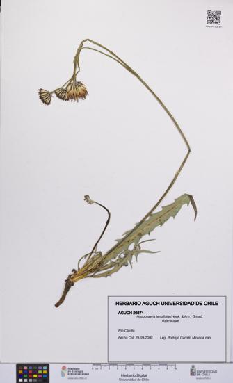 Hypochaeris tenuifolia [Espécimen: UCH:AGUCH:0026871]