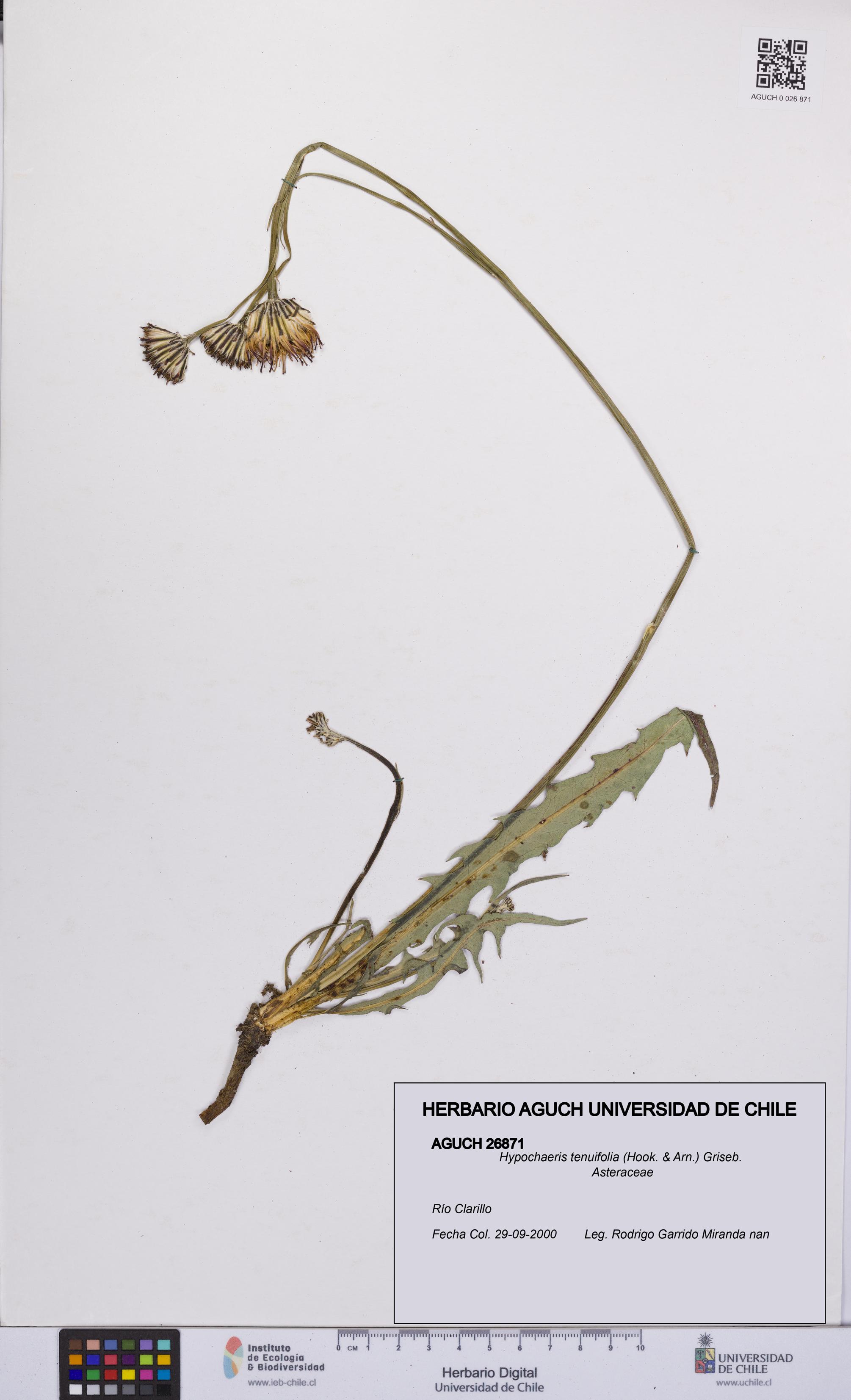 Hypochaeris tenuifolia [Espécimen: UCH:AGUCH:0026871]