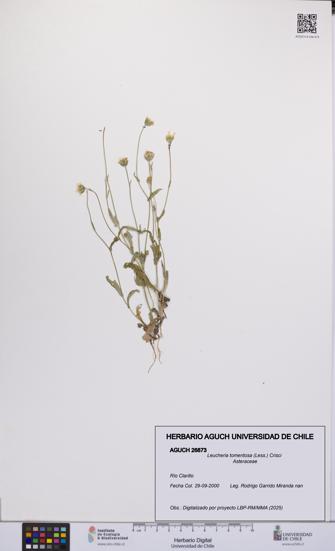 Leucheria tomentosa [Espécimen: UCH:AGUCH:0026873]