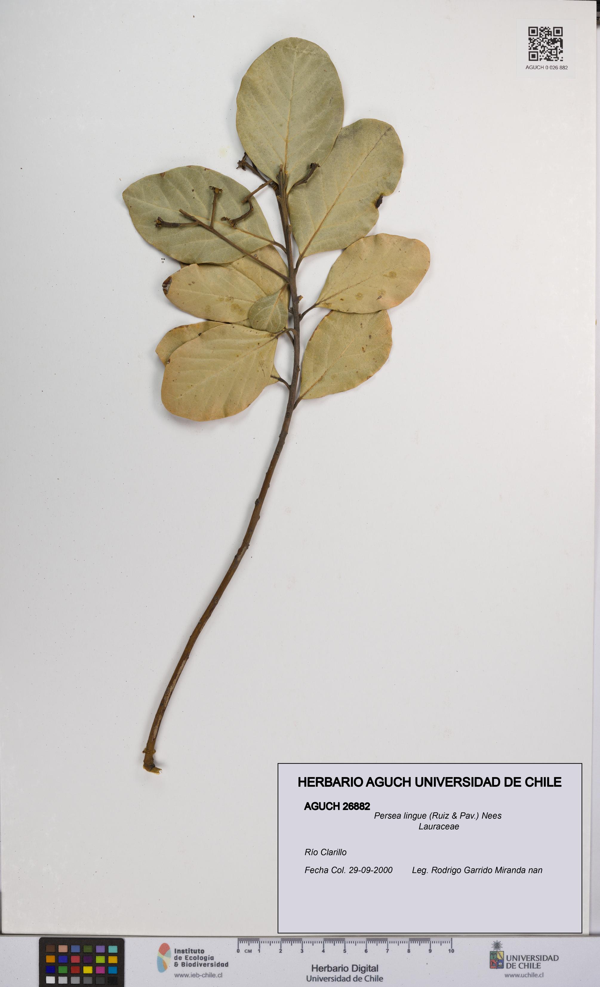 Persea lingue [Espécimen: UCH:AGUCH:0026882]