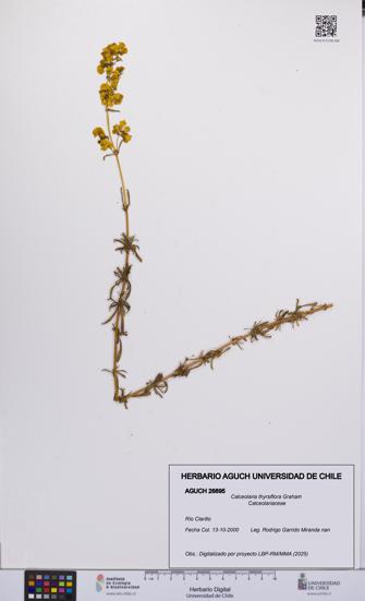 Calceolaria thyrsiflora [Espécimen: UCH:AGUCH:0026895]