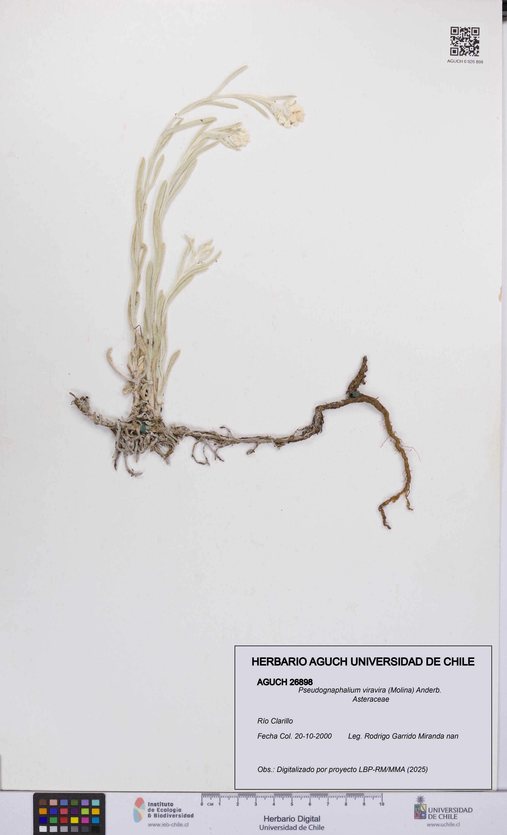 Pseudognaphalium viravira [Espécimen: UCH:AGUCH:0026898]