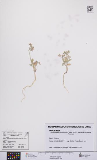 Homalocarpus dichotomus [Espécimen: UCH:AGUCH:0026921]