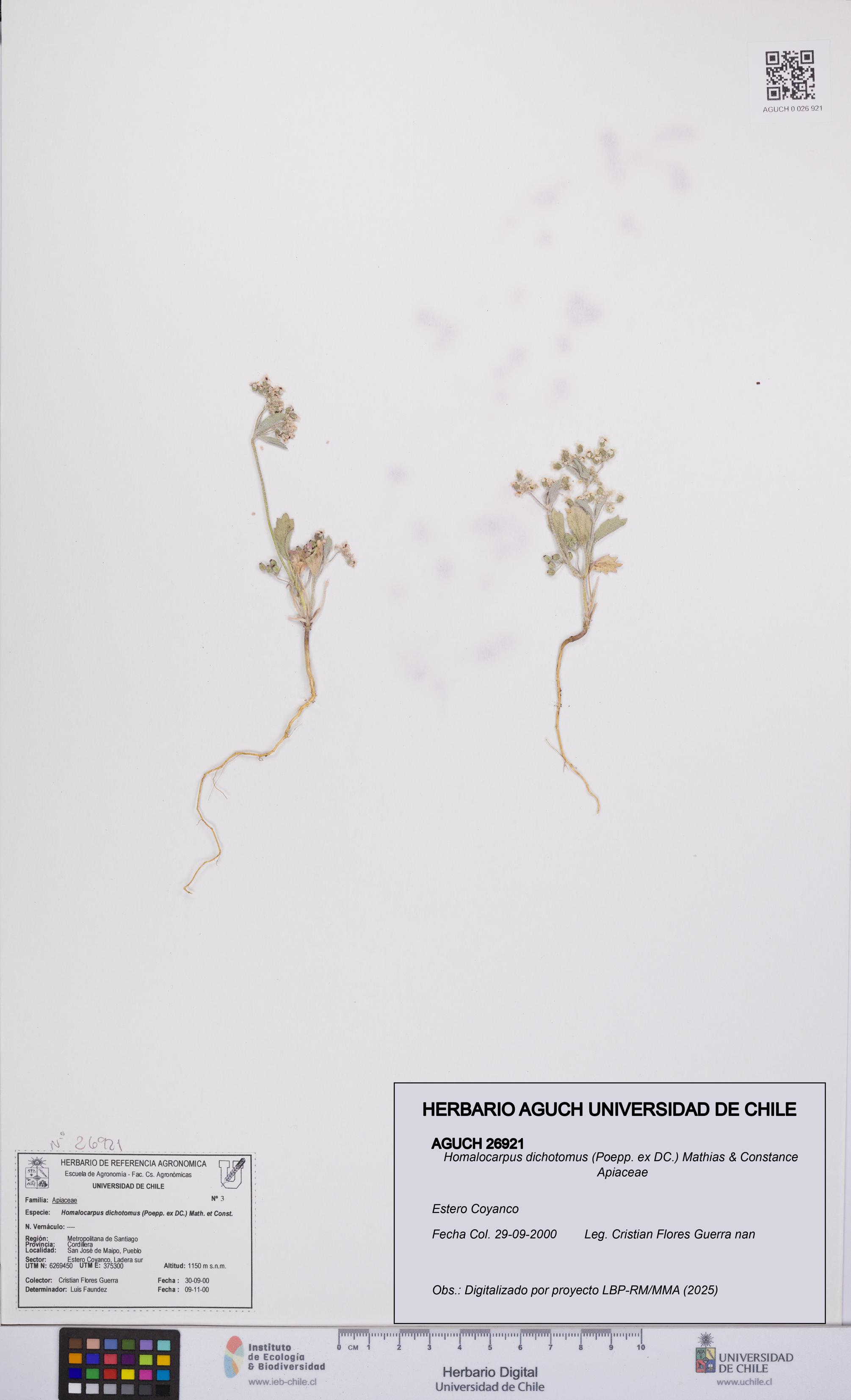 Homalocarpus dichotomus [Espécimen: UCH:AGUCH:0026921]