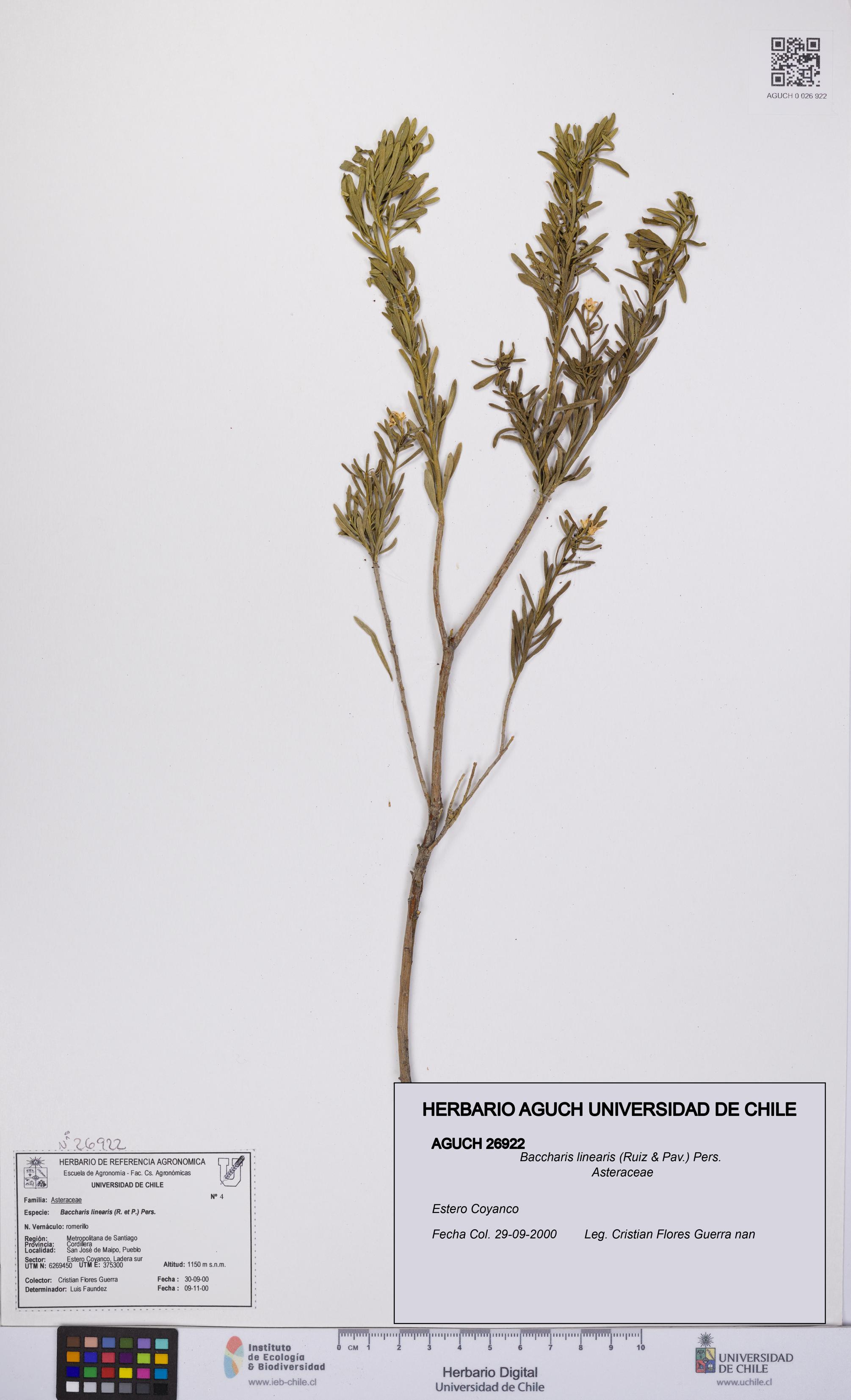 Baccharis linearis [Espécimen: UCH:AGUCH:0026922]