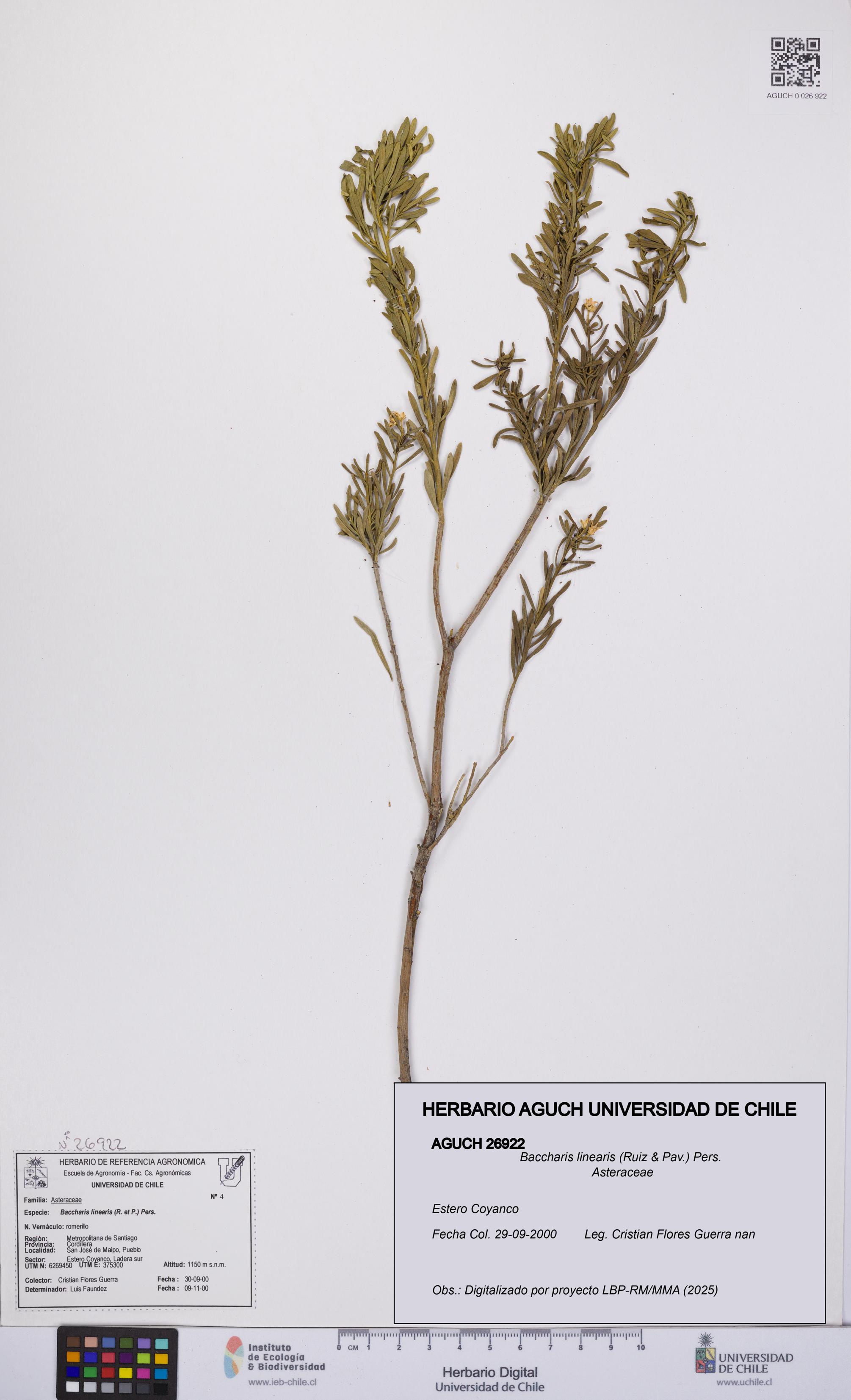 Baccharis linearis [Espécimen: UCH:AGUCH:0026922]