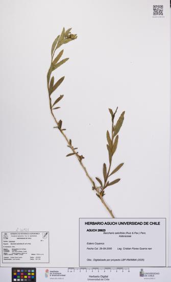 Baccharis salicifolia [Espécimen: UCH:AGUCH:0026923]