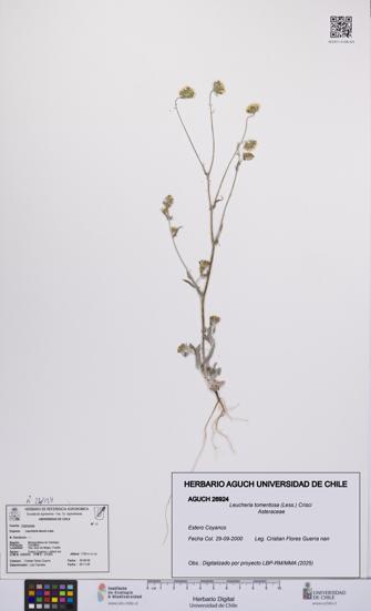 Leucheria tomentosa [Espécimen: UCH:AGUCH:0026924]