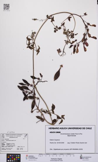 Eccremocarpus scaber [Espécimen: UCH:AGUCH:0026926]