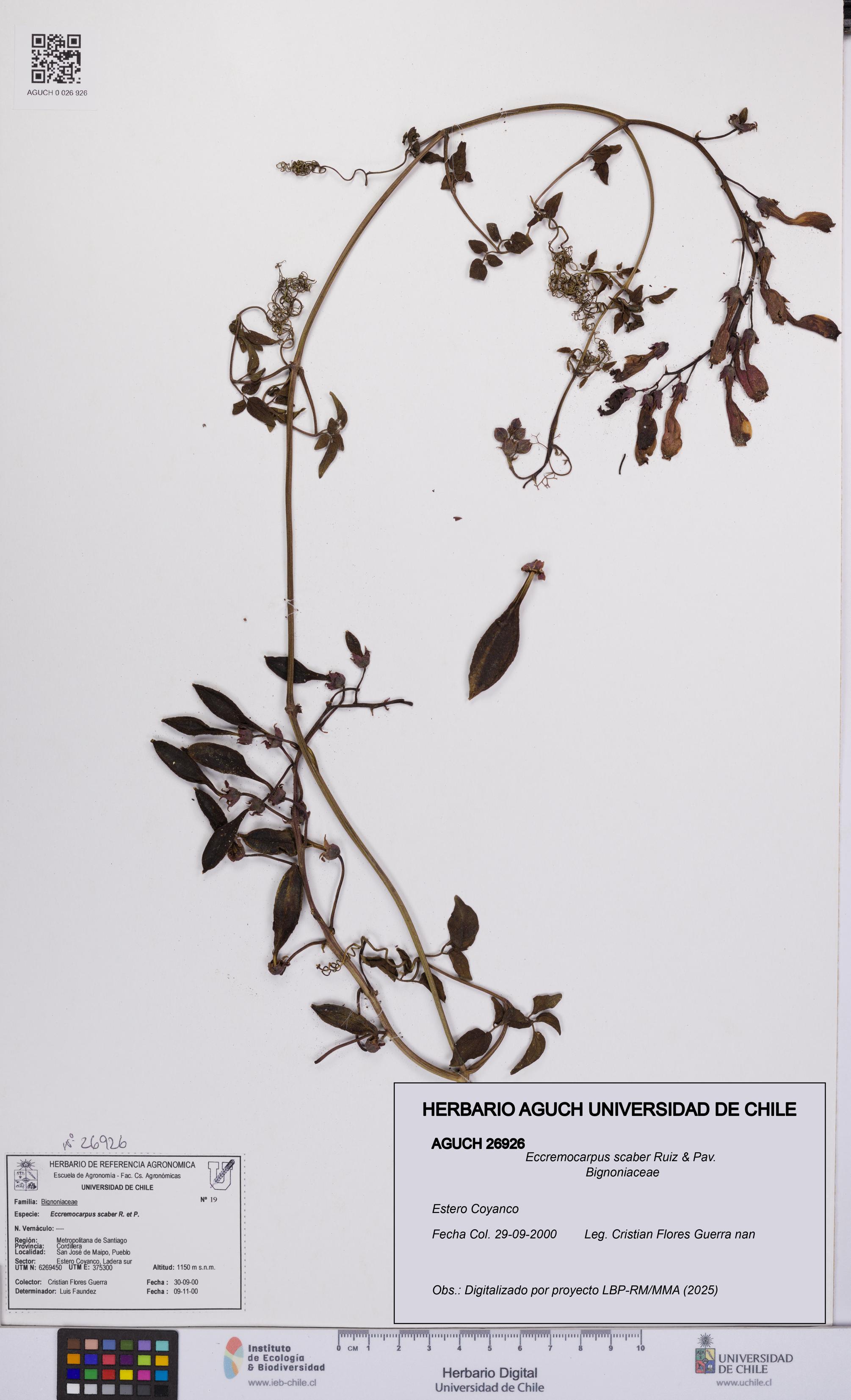 Eccremocarpus scaber [Espécimen: UCH:AGUCH:0026926]