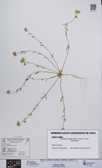 Montiopsis capitata [Espécimen: UCH:AGUCH:0026934]