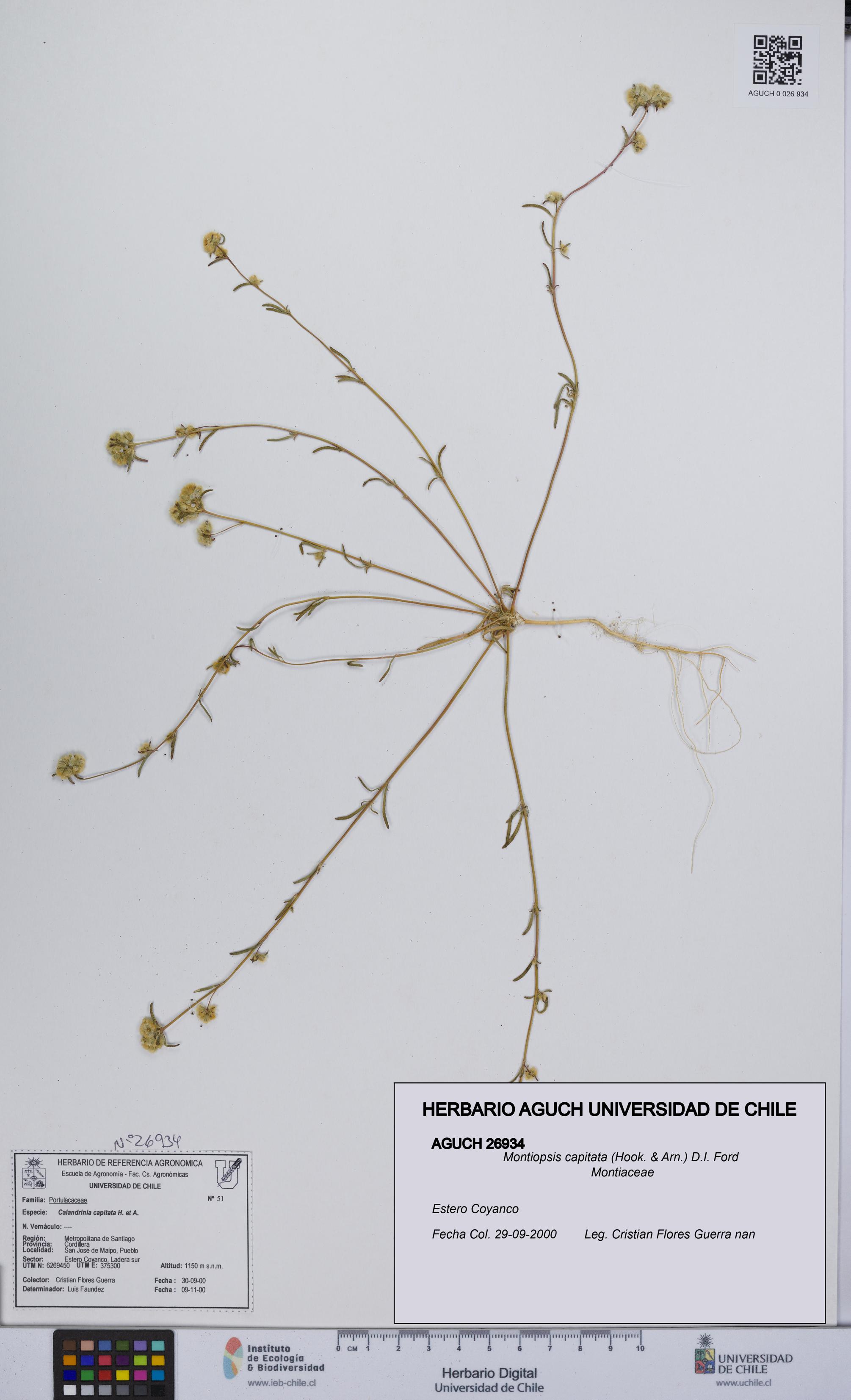 Montiopsis capitata [Espécimen: UCH:AGUCH:0026934]