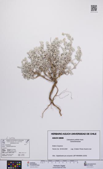 Calceolaria polifolia [Espécimen: UCH:AGUCH:0026936]