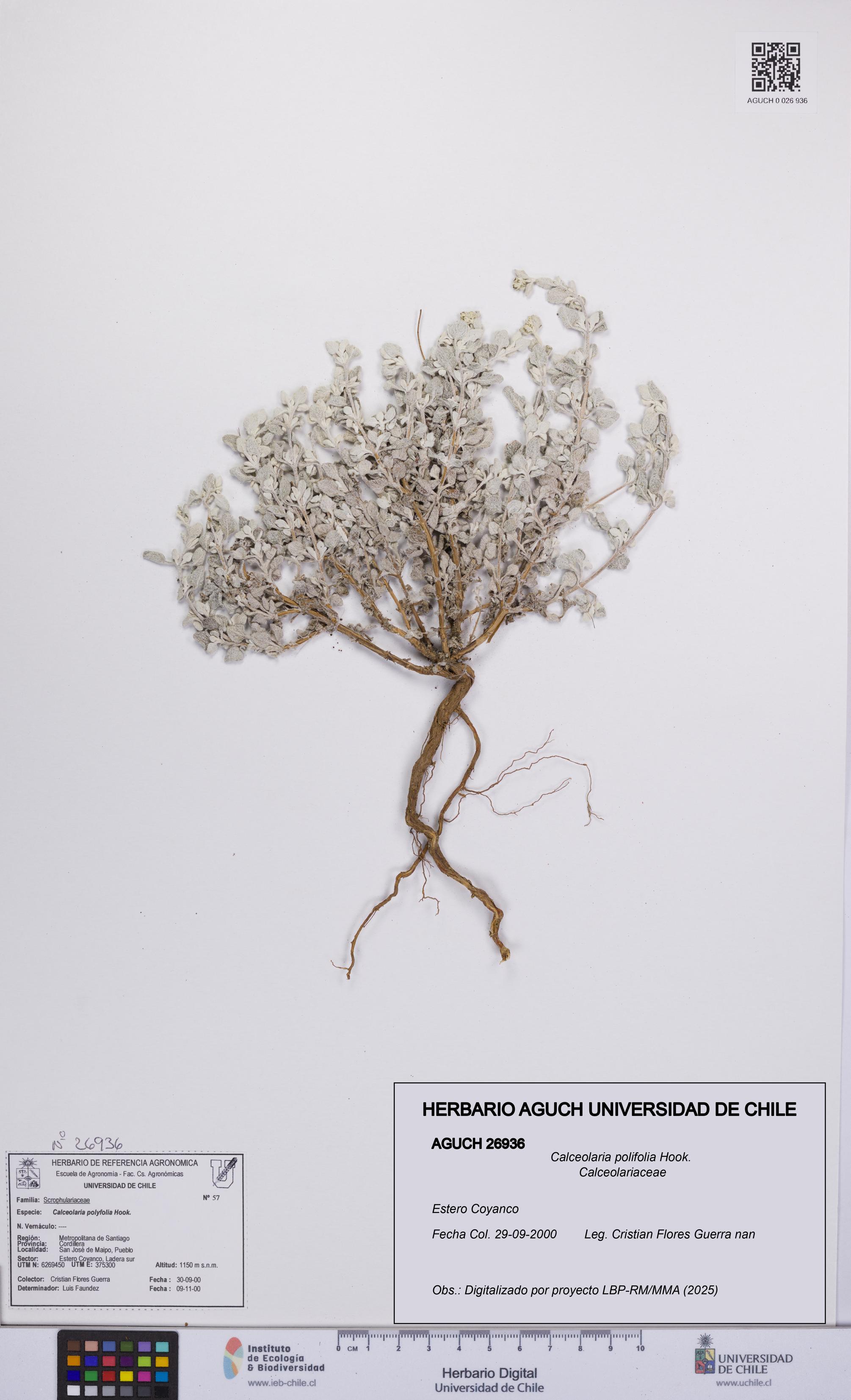 Calceolaria polifolia [Espécimen: UCH:AGUCH:0026936]