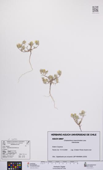 Chaetanthera moenchioides [Espécimen: UCH:AGUCH:0026947]