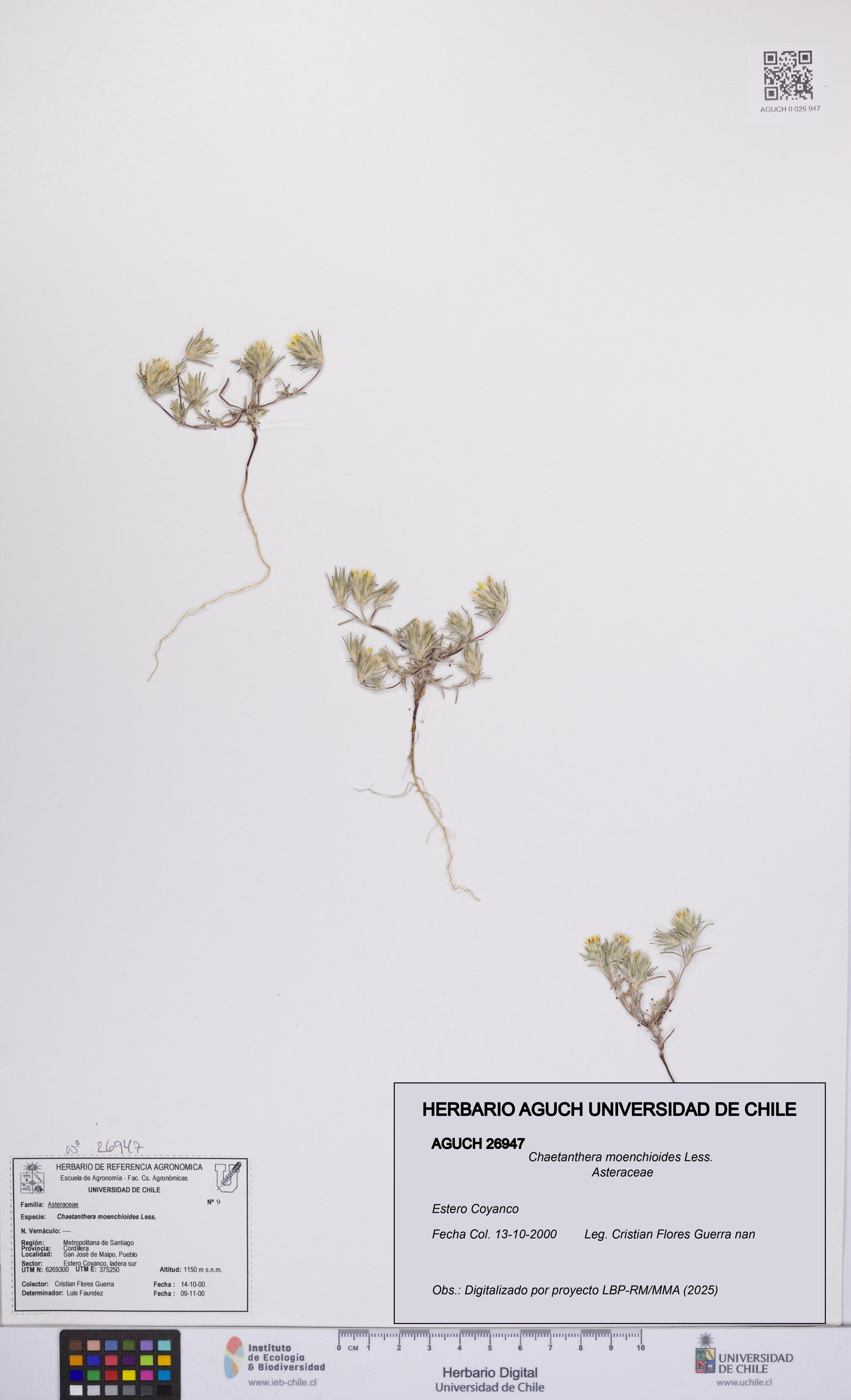 Chaetanthera moenchioides [Espécimen: UCH:AGUCH:0026947]