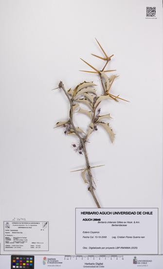 Berberis chilensis [Espécimen: UCH:AGUCH:0026948]