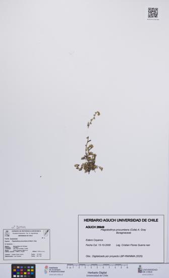 Plagiobothrys procumbens [Espécimen: UCH:AGUCH:0026949]