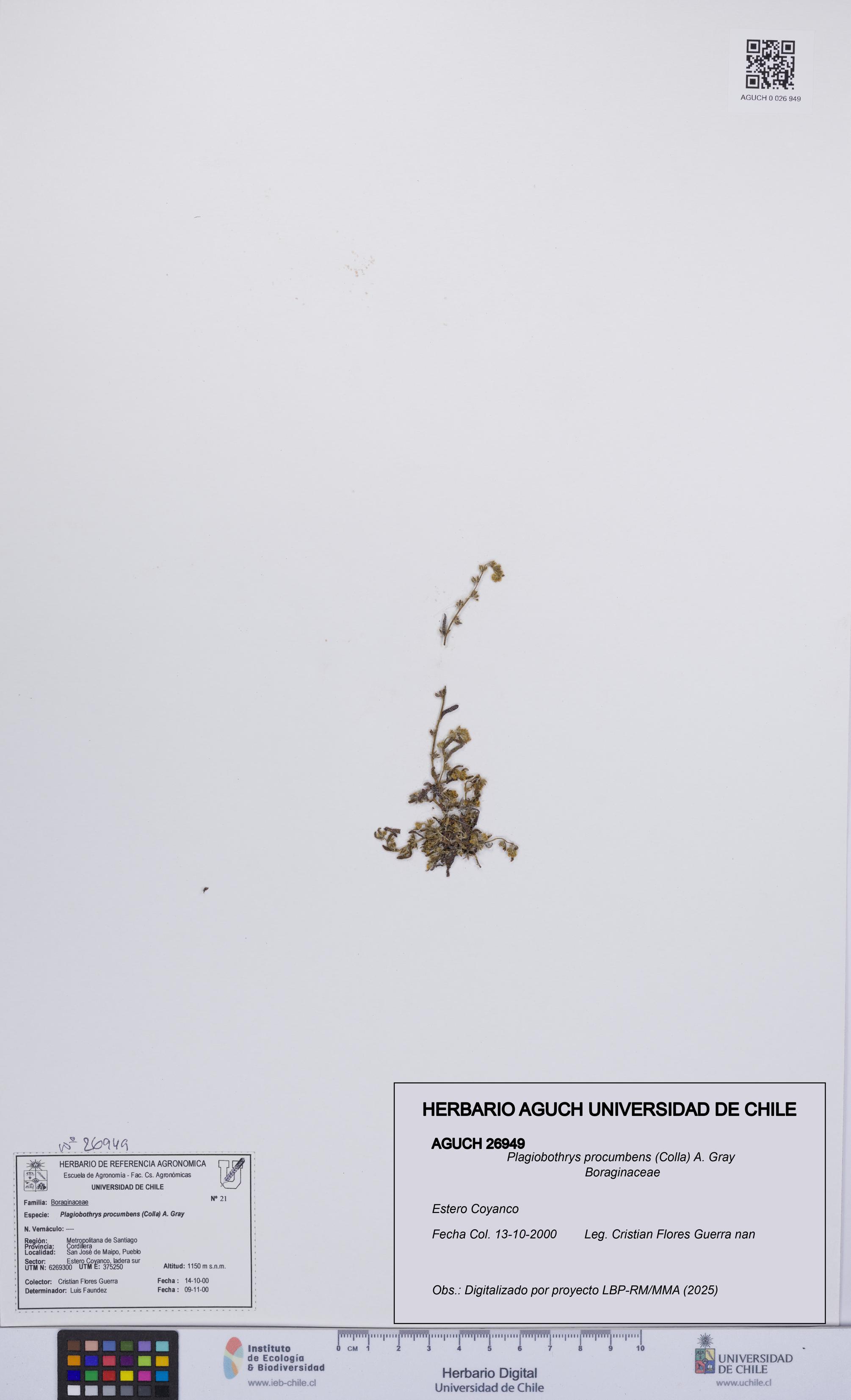 Plagiobothrys procumbens [Espécimen: UCH:AGUCH:0026949]