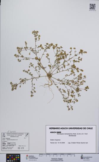 Montiopsis ramosissima [Espécimen: UCH:AGUCH:0026955]