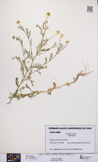 Anthemis cotula [Espécimen: UCH:AGUCH:0026960]