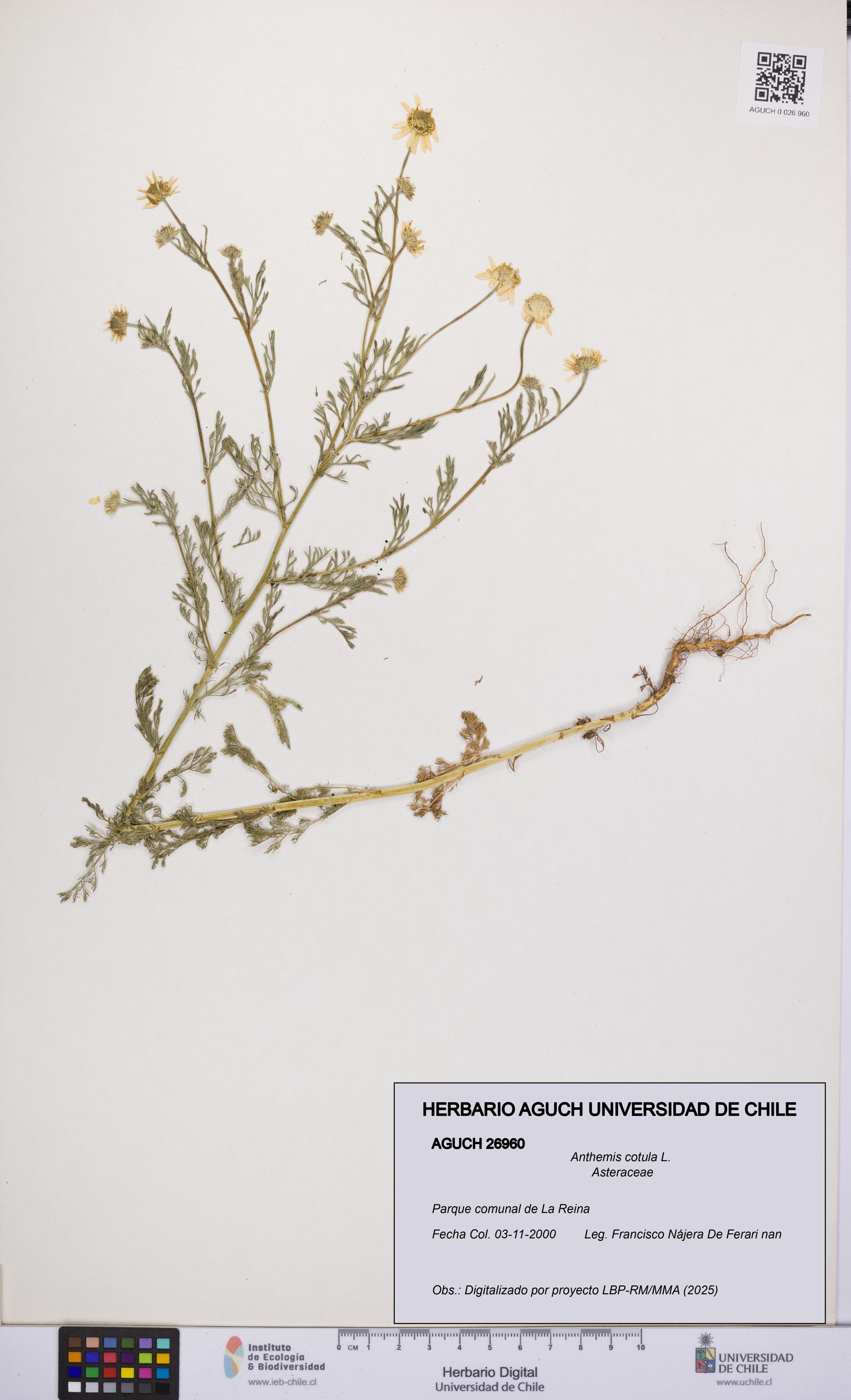 Anthemis cotula [Espécimen: UCH:AGUCH:0026960]