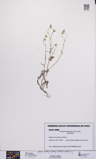 Leucheria tomentosa [Espécimen: UCH:AGUCH:0026992]