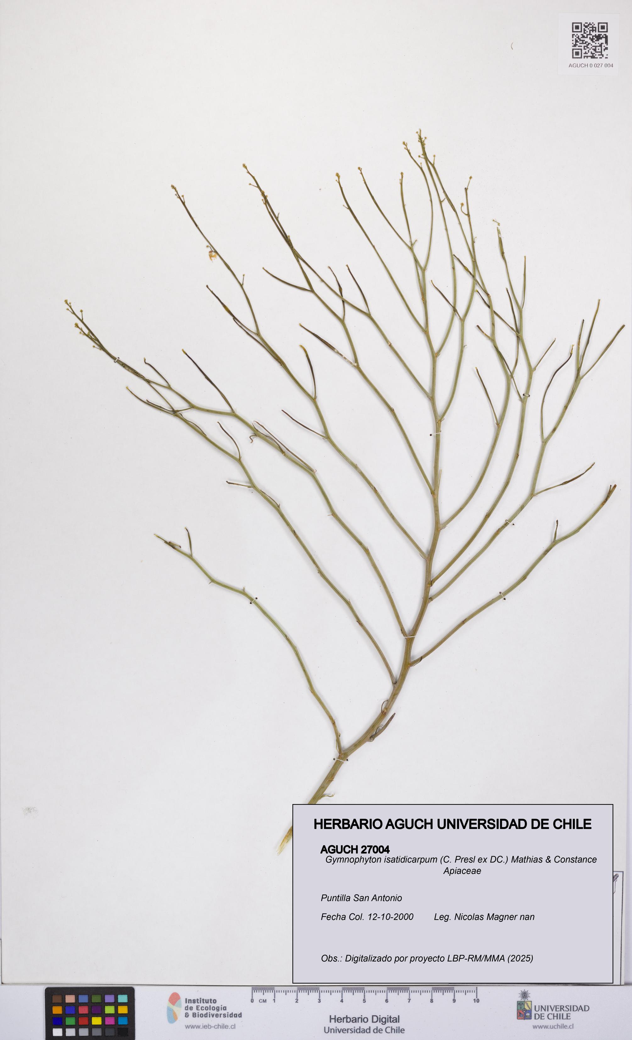 Gymnophyton isatidicarpum [Espécimen: UCH:AGUCH:0027004]