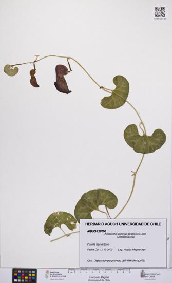 Aristolochia chilensis [Espécimen: UCH:AGUCH:0027005]