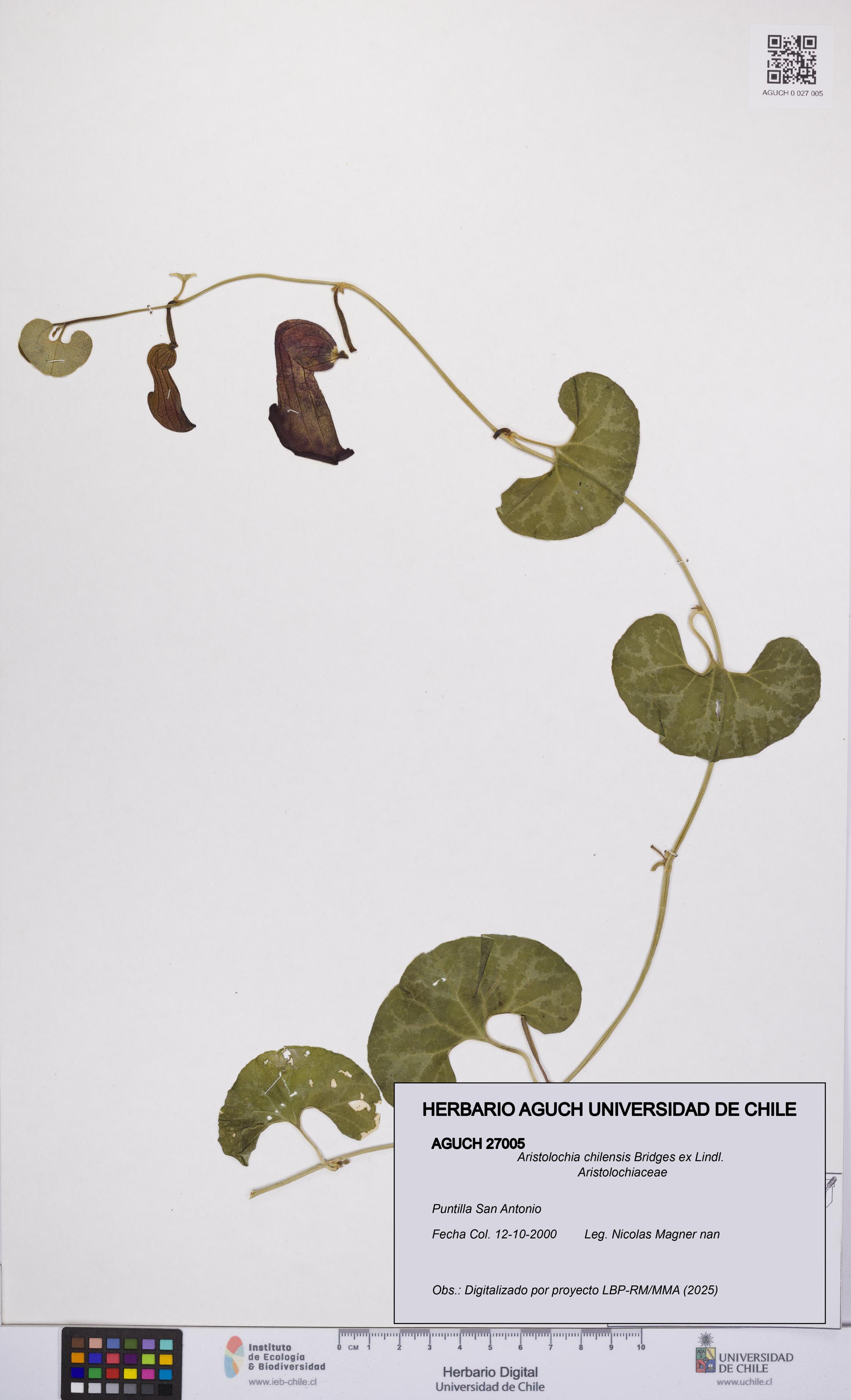 Aristolochia chilensis [Espécimen: UCH:AGUCH:0027005]