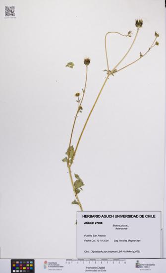 Bidens pilosa [Espécimen: UCH:AGUCH:0027006]
