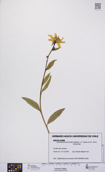 Austroflourensia thurifera [Espécimen: UCH:AGUCH:0027008]