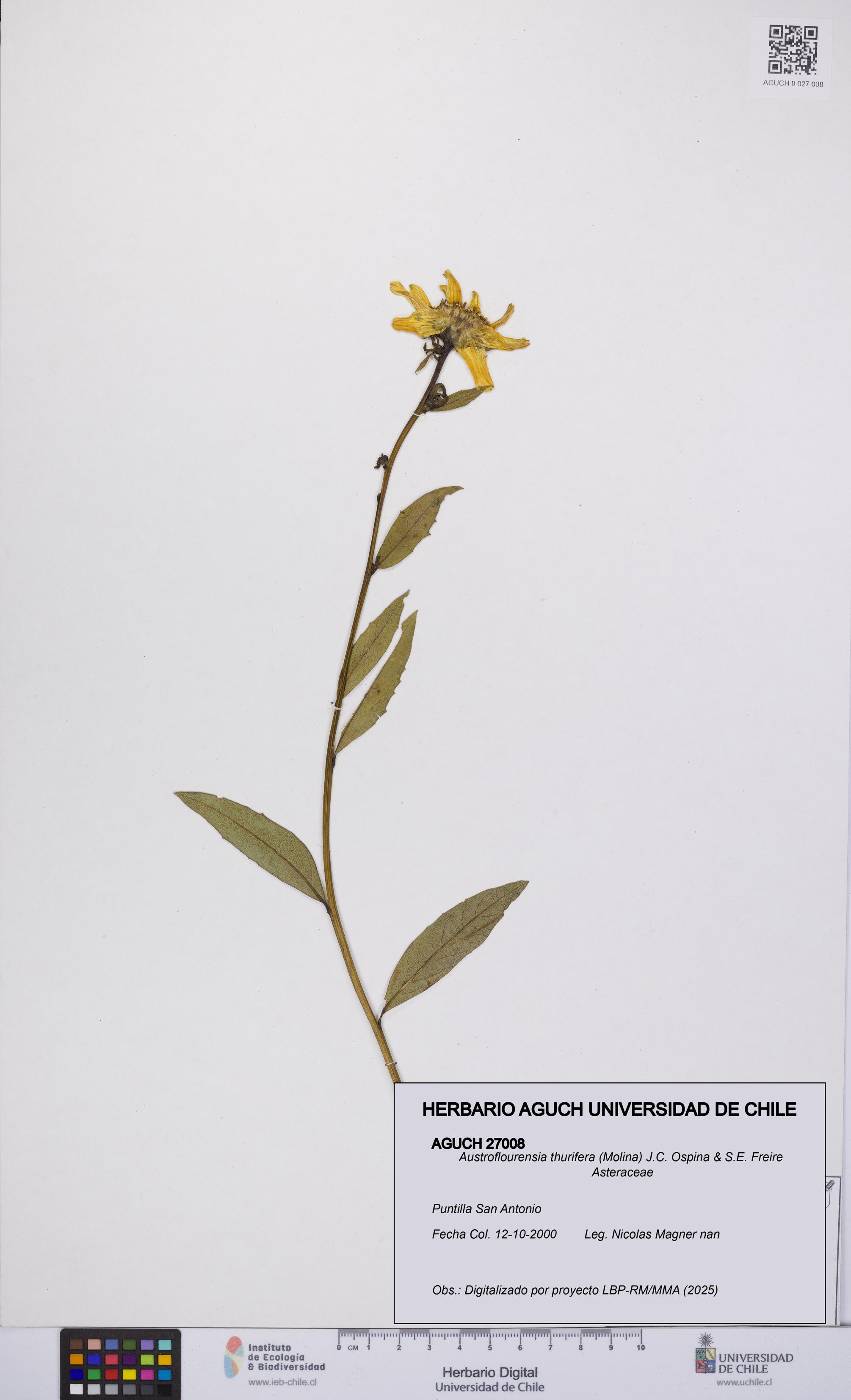 Austroflourensia thurifera [Espécimen: UCH:AGUCH:0027008]