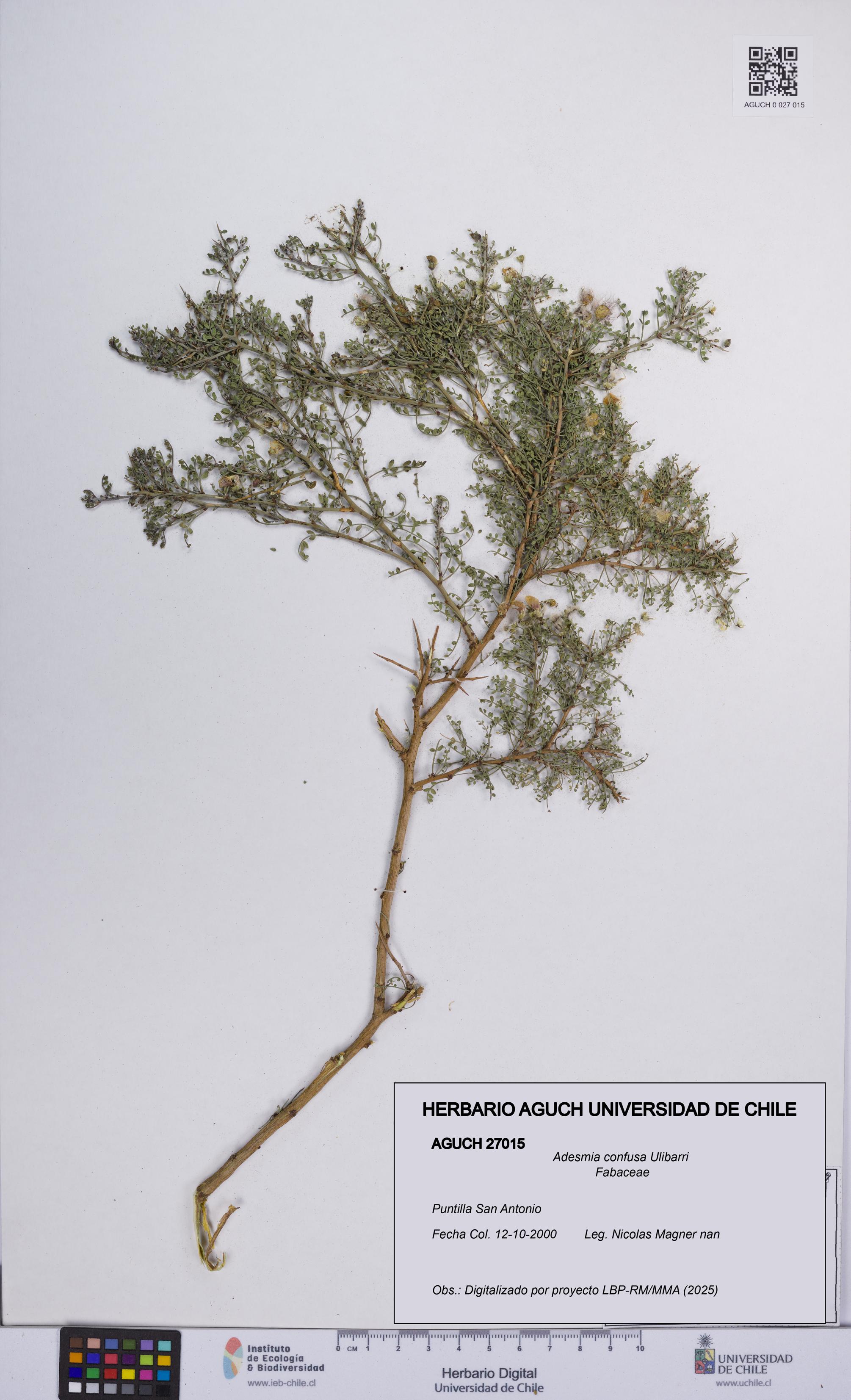 Adesmia confusa [Espécimen: UCH:AGUCH:0027015]