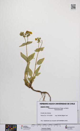 Calceolaria glandulosa [Espécimen: UCH:AGUCH:0027021]